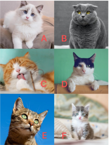 第一眼选择哪只猫，你就是什么性格！
